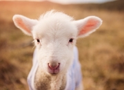 开云体育平台APP-新赛道旧战场，当F1争冠战火在巴西点燃，巴黎如何于无声处制霸南美