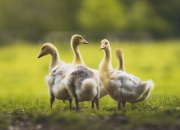 开云APP-赖斯连珠炮式进球定胜局，拜仁碾压比利亚雷亚尔展统治力