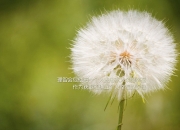 开云体育平台APP-圣西罗奇迹，卢卡库化身绿茵战神，AC米兰史诗级逆转掀翻曼城王朝