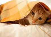 开云体育官网-天神下凡！绝境戈麦斯三度救主，个人能力定乾坤