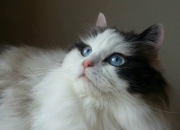 开云体育入口-降维打击！山西F1式攻防提前终结悬念，辽宁王朝竟被文班亚马战术击穿