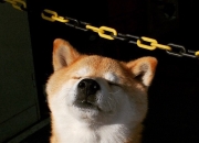 开云下载-哈登压哨绝杀定乾坤，猛龙唯一之战击败上海队—跨洋对决中的关键先生传奇