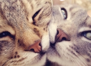 开云体育APP下载-数据狂潮对团队洪流，当拉文的爆炸之夜遇上热火的完胜哲学