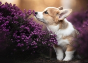 开云体育登录-欧冠半决赛上演意巴对决，尤文闪电战击溃桑巴军团