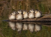 开云体育app-锁链之名，杰伦·格林如何用防守绞碎快船巨轮？