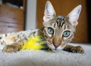 开云体育登录-篮球的双重奇迹，灰熊力克辽宁队与利拉德西决封神