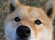 开云体育APP下载-倒计时与正计时，奥运周期关键战夜，C罗用进球丈量时间的另一种维度