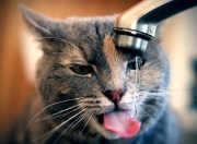 开云体育APP下载-从南非高原到丹佛高原，逆转基因如何在两个大陆同时觉醒