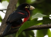 开云下载-宿命对决！撕裂之城奇迹，开拓者总决赛G3轻取太阳