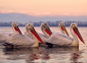 开云官网-跨越太平洋的一击，当上海大鲨鱼逆袭新奥尔良夜空