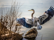 开云平台-独木成林，当福克斯成为吉林队对抗爵士的唯一支点