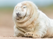 开云APP-改写剧本，塔图姆的紫色闪电，劈开爵士与奇才的宿命棋盘