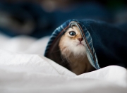 开云体育登录-莱万独造三球导演闪电战，里昂友谊赛三球横扫阿尔及利亚