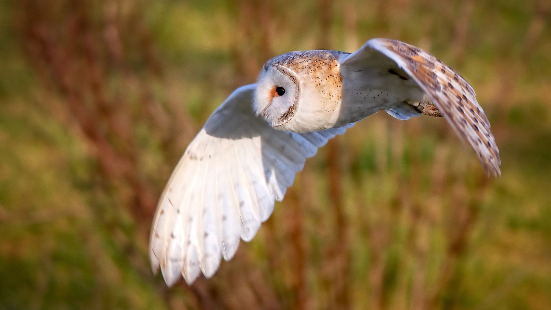 哥伦比亚的白色魔法，迪马利亚在逆转德国一战封神