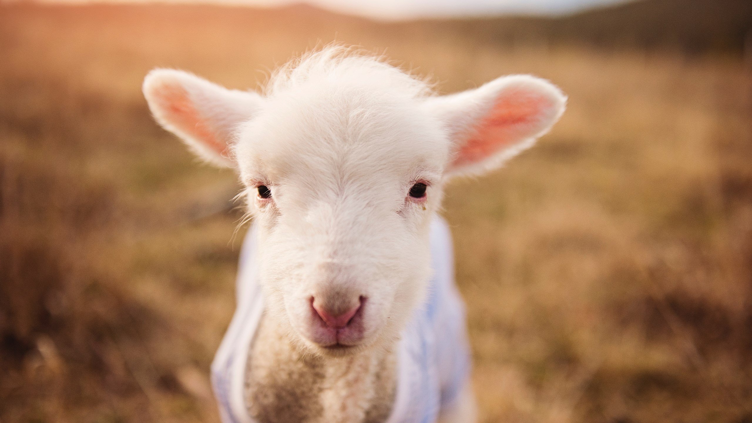 新赛道旧战场,当F1争冠战火在巴西点燃,巴黎如何于无声处制霸南美