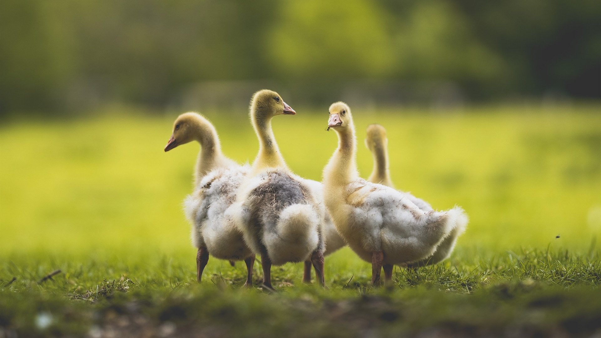 赖斯连珠炮式进球定胜局,拜仁碾压比利亚雷亚尔展统治力