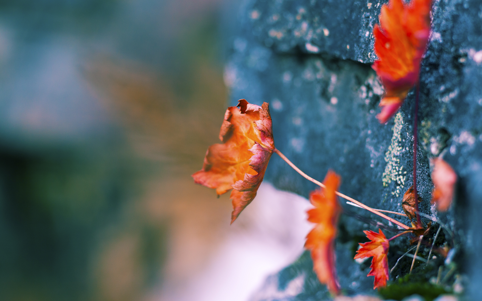 关键时刻的冷面刺客,福克斯如何在沉默中改写魔术与猛龙的胜负剧本?