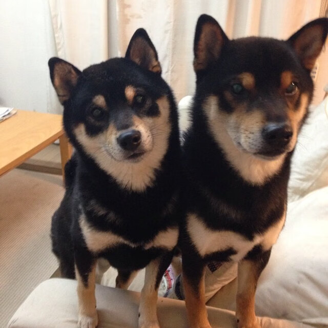 铁闸锁死乌拉圭尖刀!富安健洋一夫当关助尼斯提前终结法甲悬念