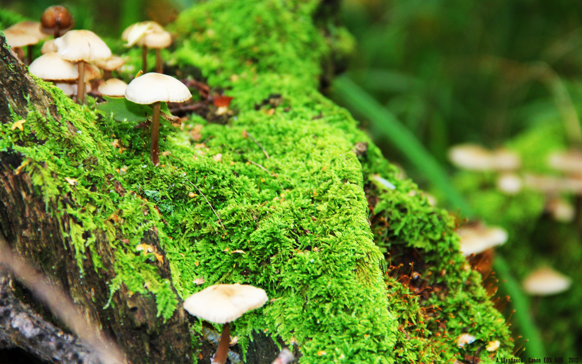 从达拉斯到黑山，武切维奇的双重舞台，NBA的稳与国际赛的接管