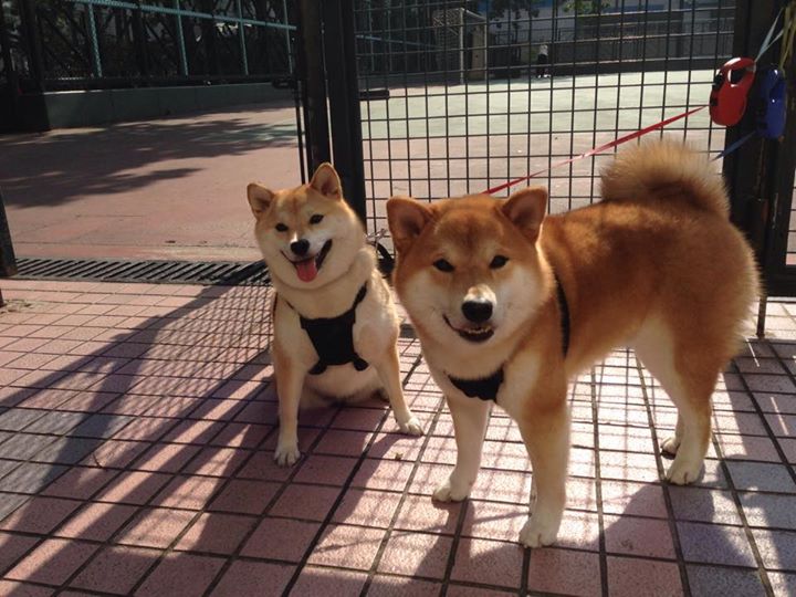 当北伦敦遇见撒哈拉,李刚仁如何在枪手与阿特拉斯雄狮的史诗对决中定义新时代足球