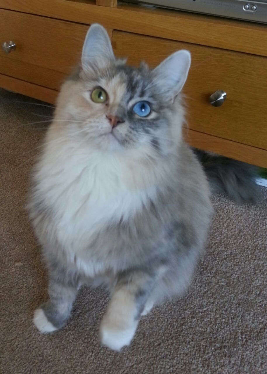 扼住命运的咽喉,卡塞米罗以艺术大师之姿,为哥斯达黎加奏响胜利狂想曲