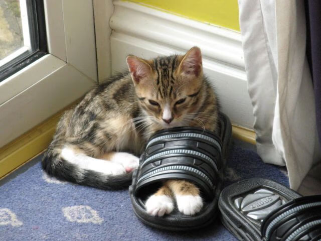 时空错乱?欧冠半决赛焦点战竟现快船终结山西队!