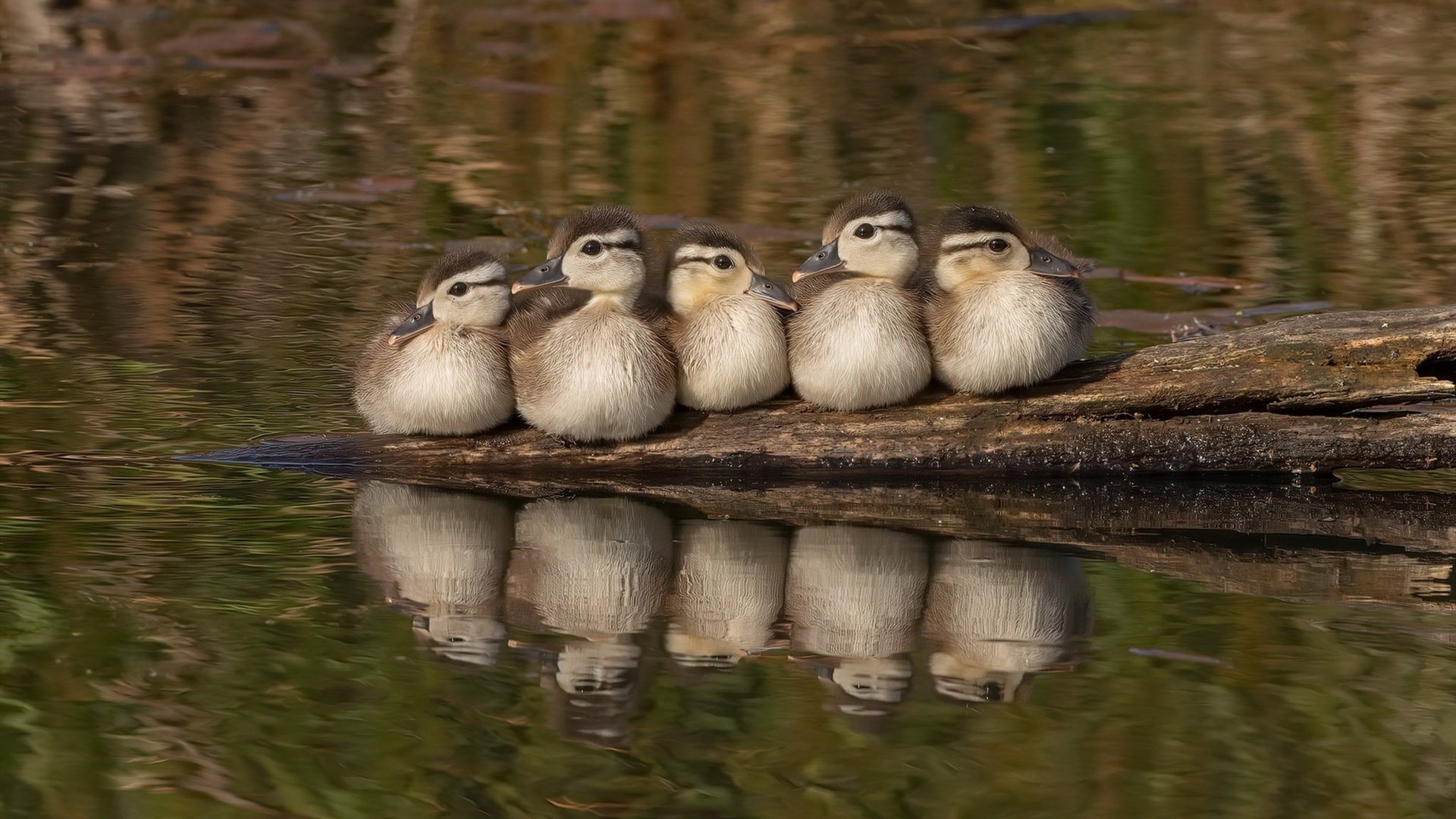 金州勇士巅峰对决胜出北京队,霍勒迪防守艺术铸就教科书之夜