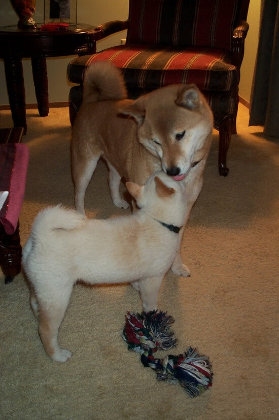 锁链之名，杰伦·格林如何用防守绞碎快船巨轮？