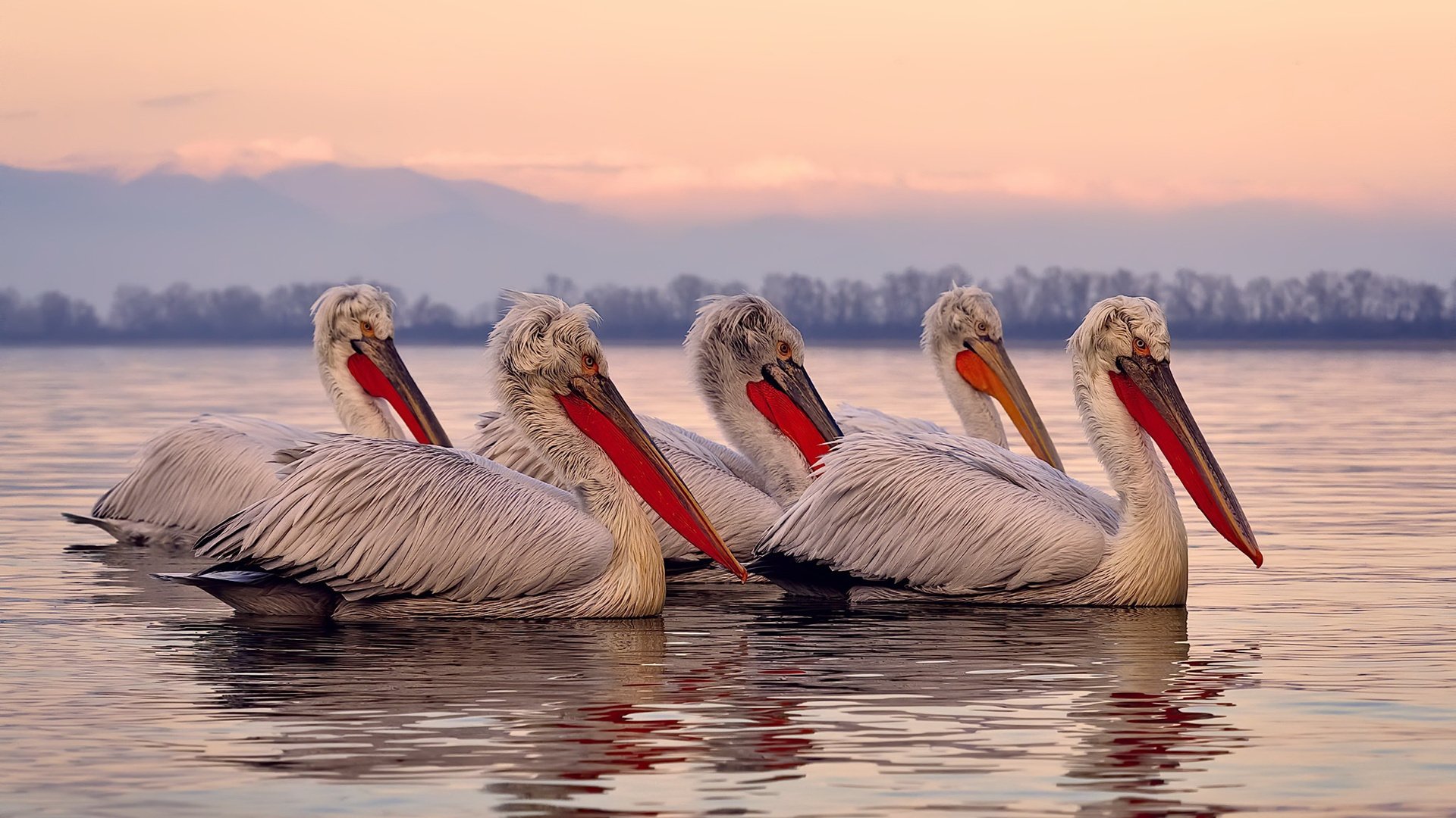 跨越太平洋的一击，当上海大鲨鱼逆袭新奥尔良夜空