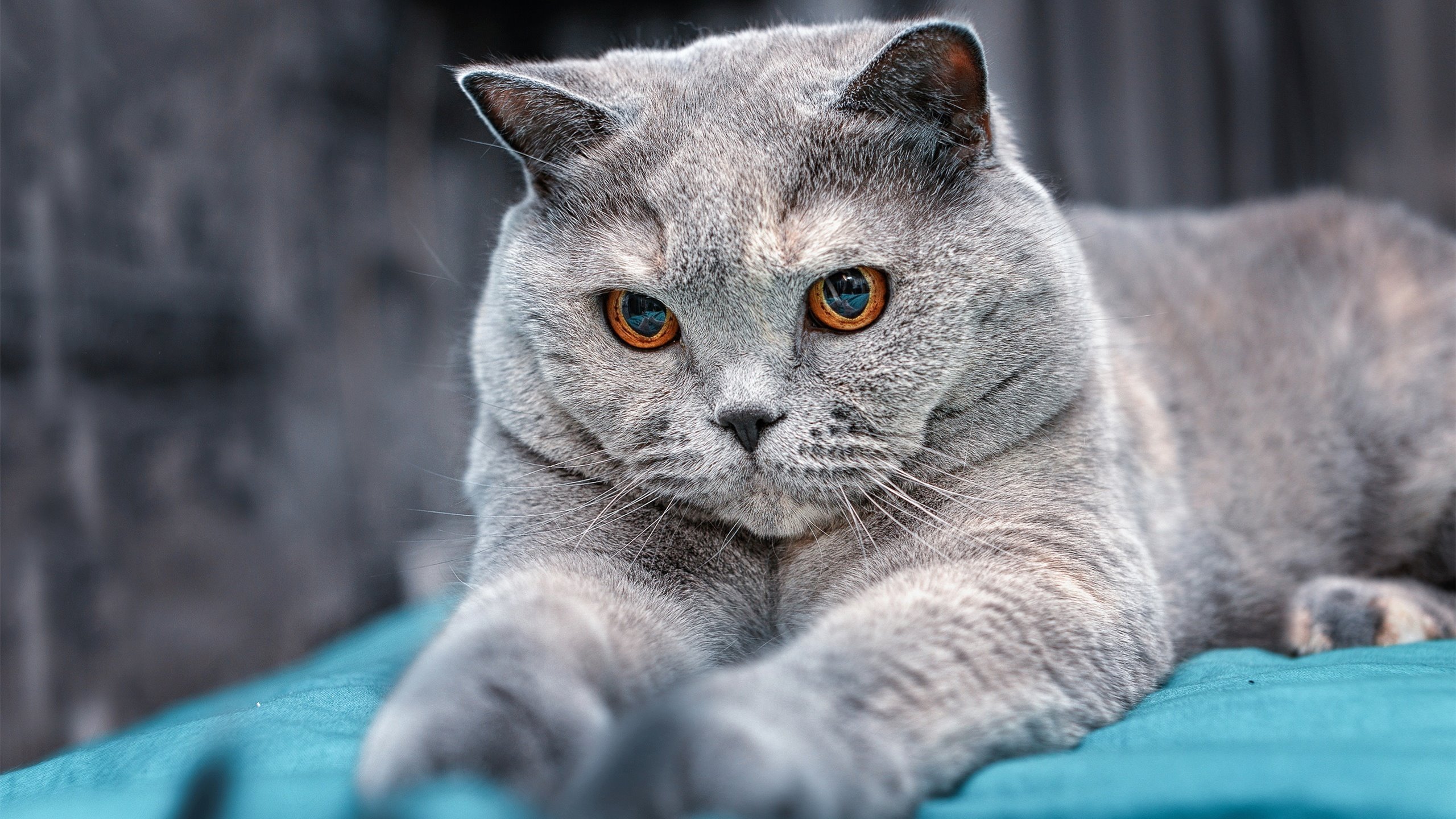 基因之战,杜兰特如何在老鹰与广东的夹击中重塑篮球节奏