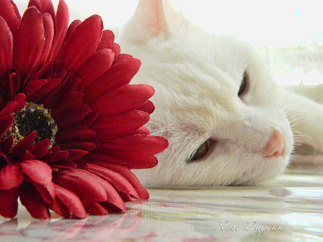 魔幻现实主义之夜，当布伦森将金州勇士变入虚空