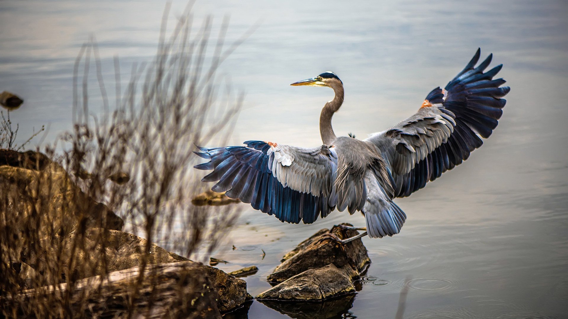 独木成林,当福克斯成为吉林队对抗爵士的唯一支点
