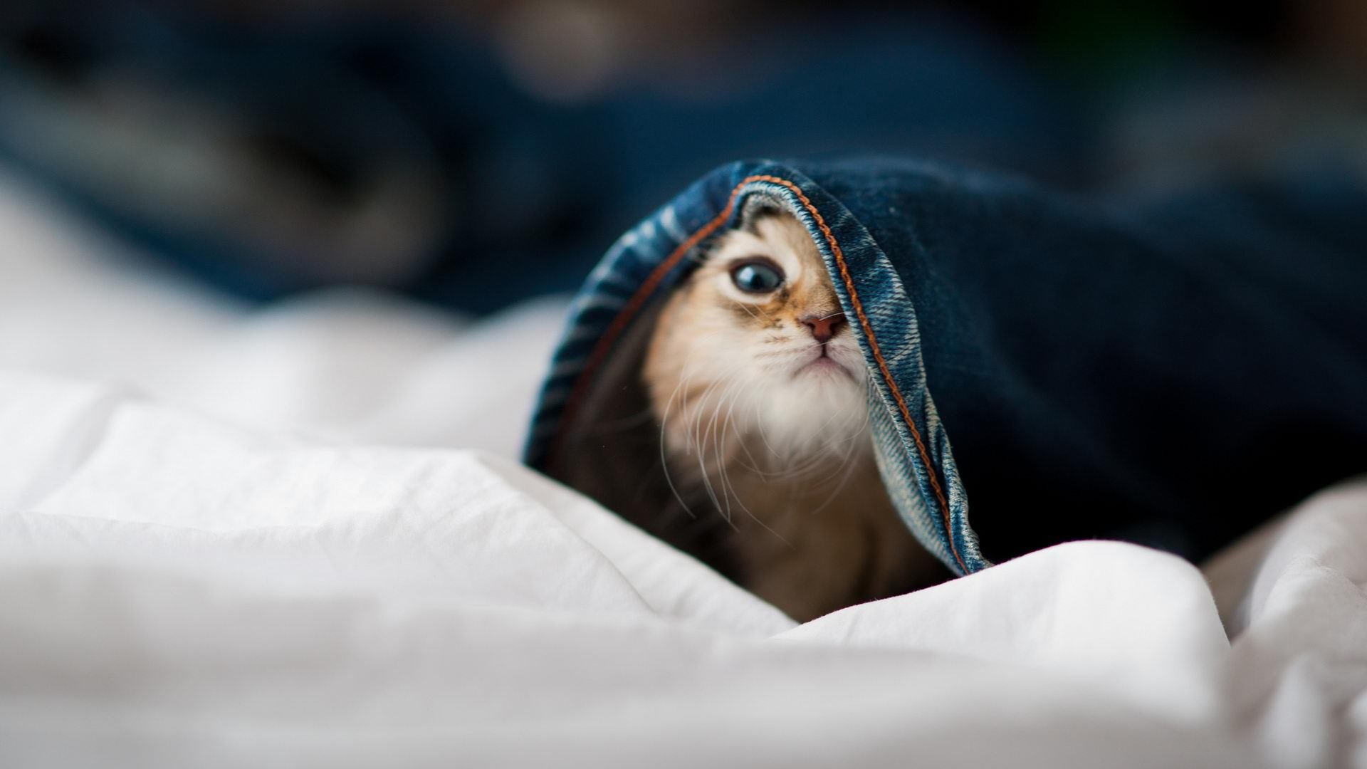 莱万独造三球导演闪电战，里昂友谊赛三球横扫阿尔及利亚