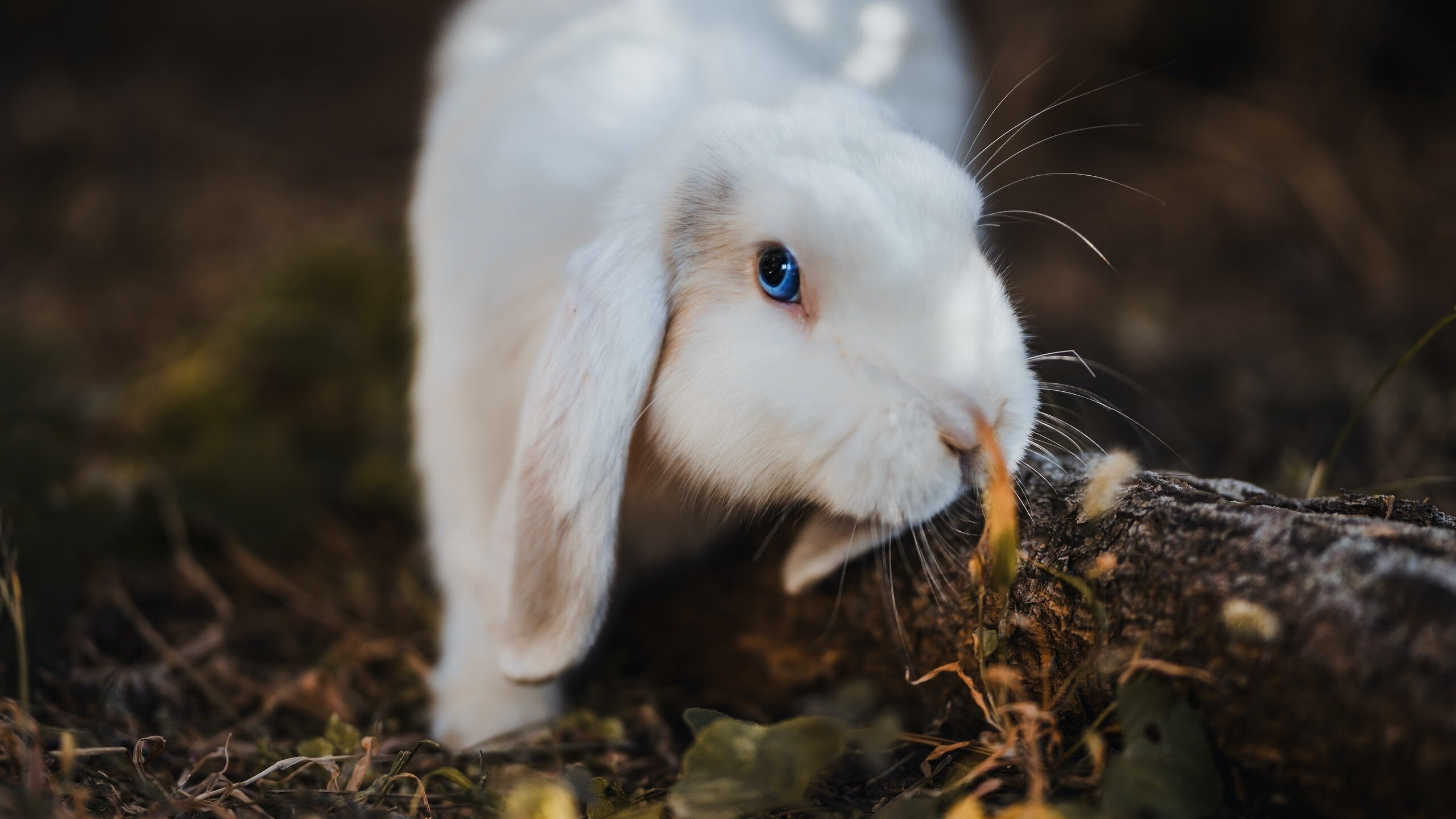 铁幕与利剑，当托尼的统治力遇上爱尔兰的封锁—一场载入史册的攻防博弈